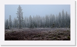 northern taiga-8192 * 1000 x 562 * (479KB)